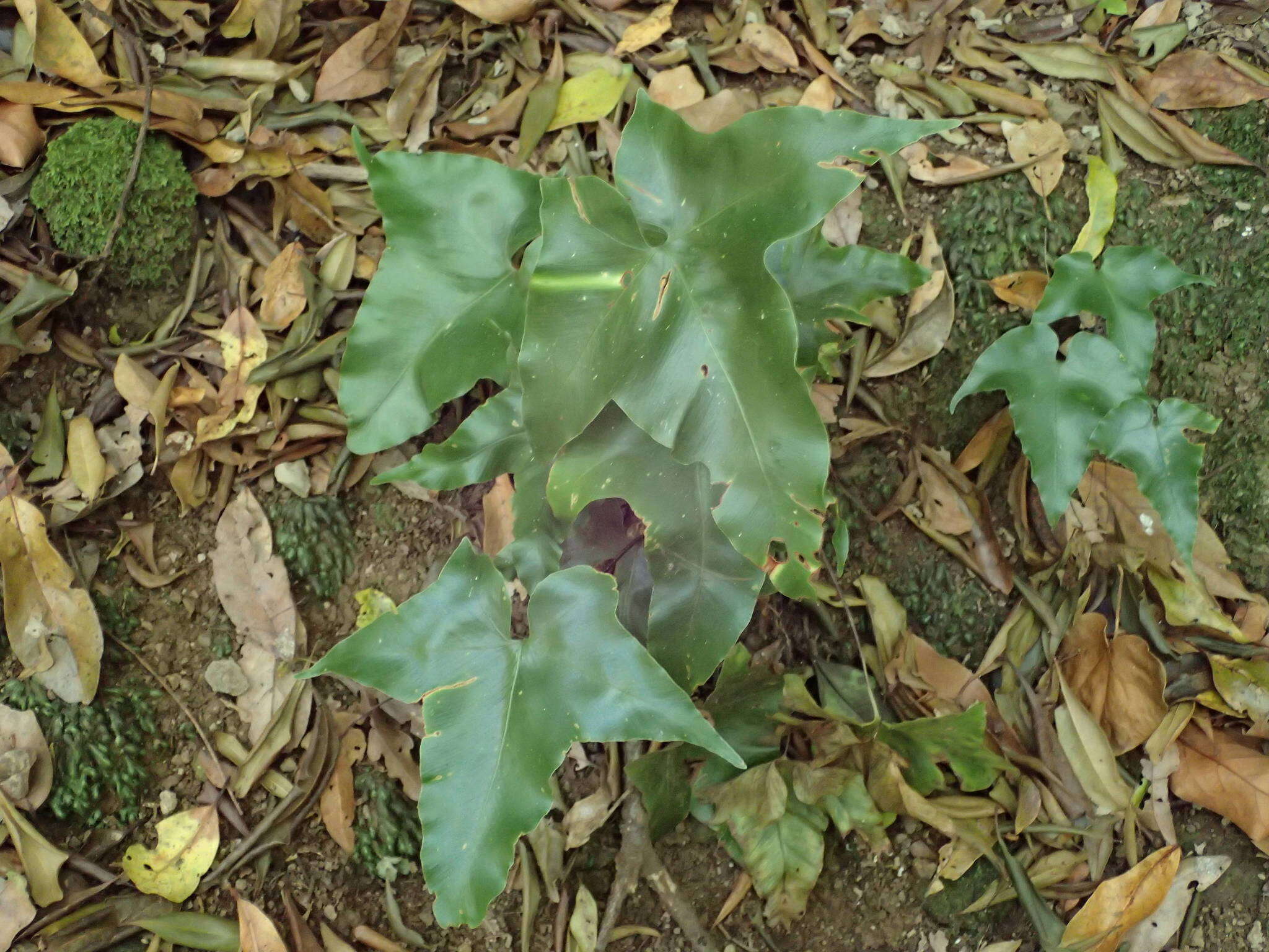 Plancia ëd Asplenium hemionitis L.