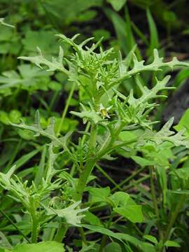 Image of cutleaf nightshade