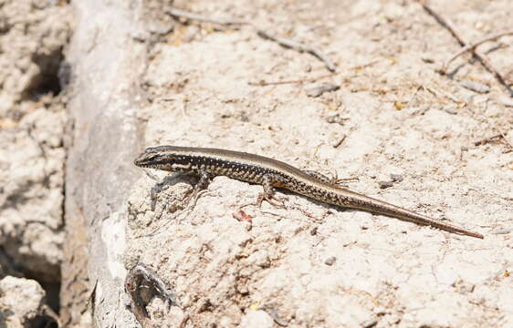 Image of Warm-temperate Water-skink