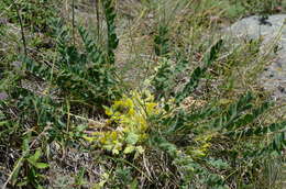 Imagem de Astragalus schanginianus Pall.