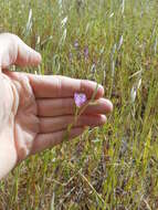 Imagem de Clarkia affinis H. & M. Lewis