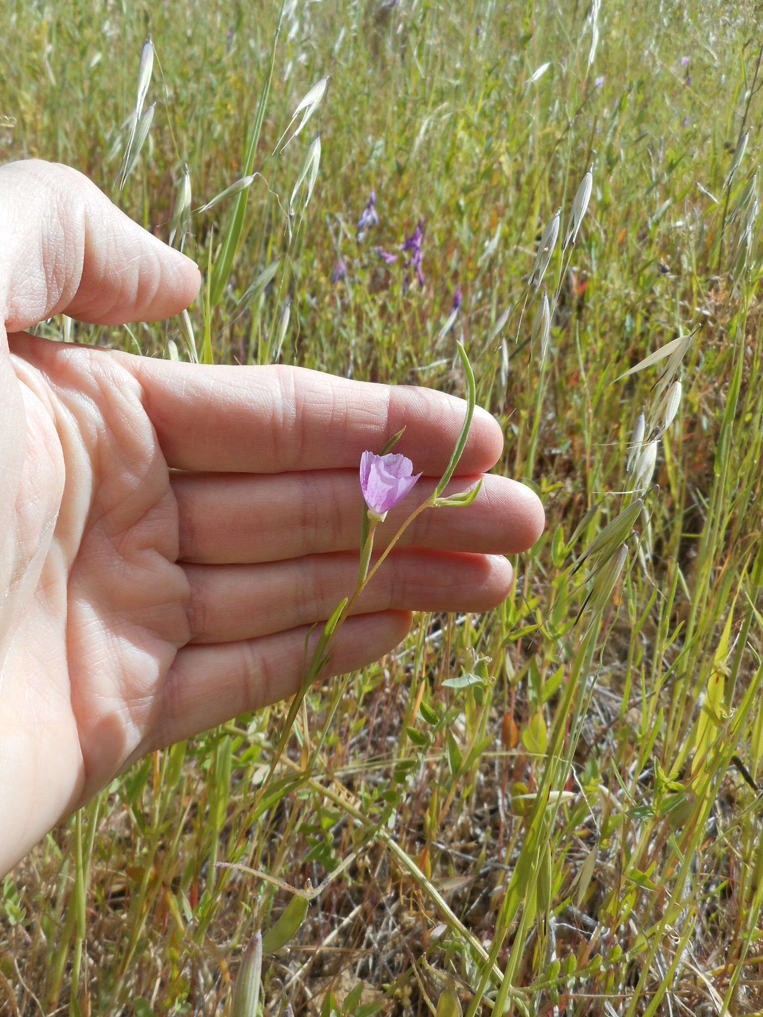 Image of chaparral clarkia