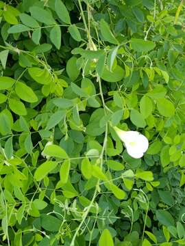 Image of Clitoria ternatea var. ternatea