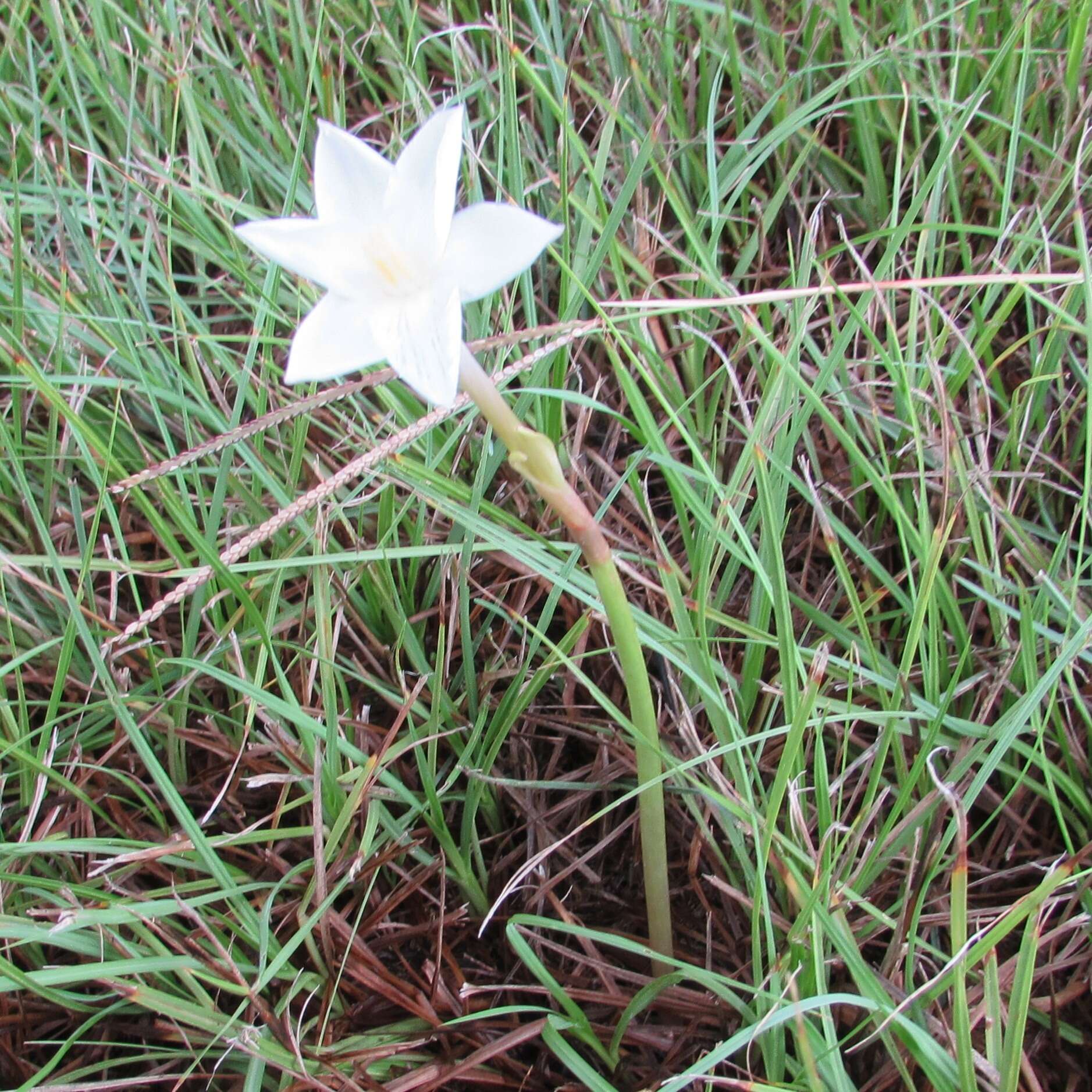 Image of Evening Rain-Lily