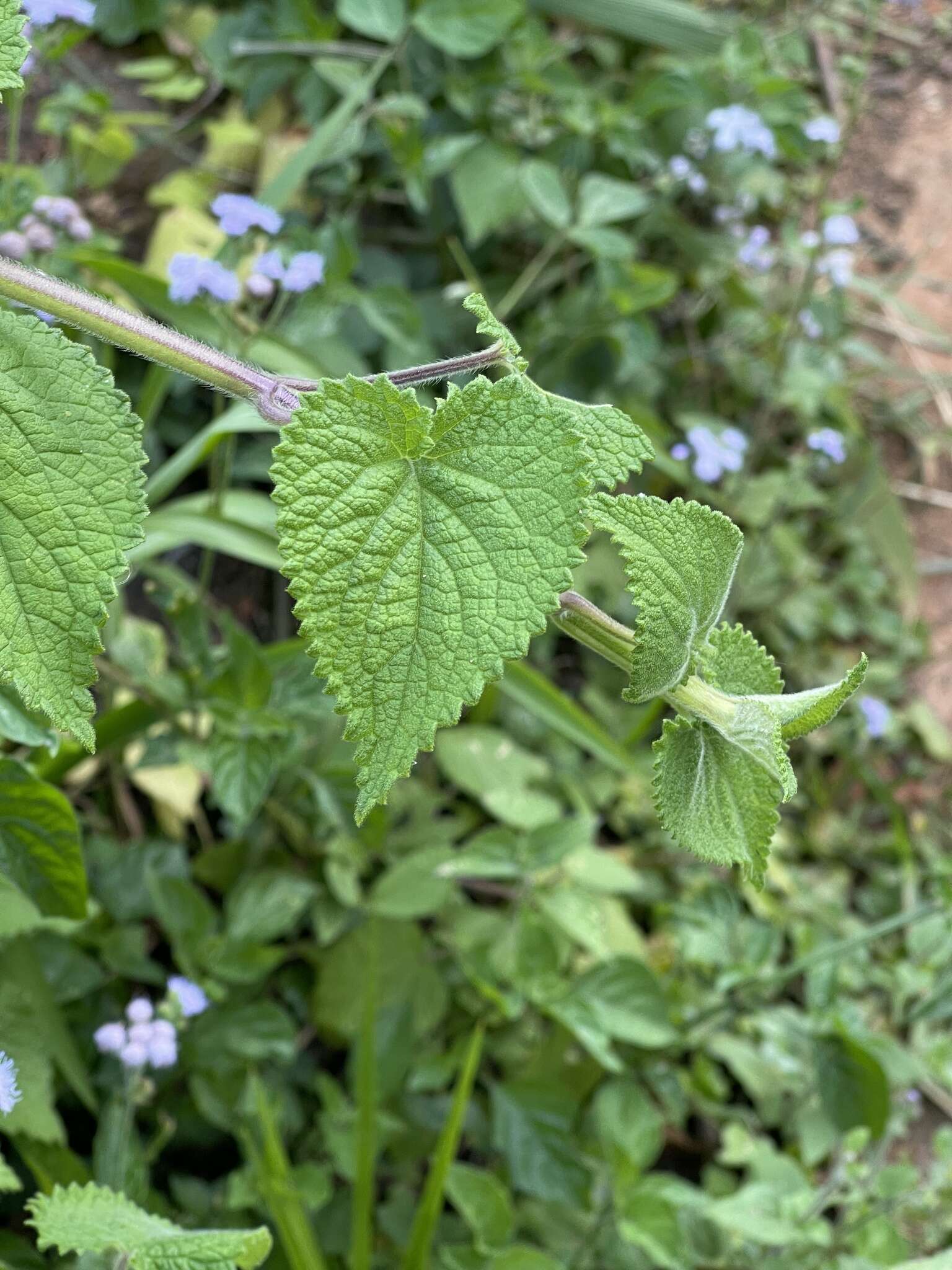 Stachys grandifolia E. Mey.的圖片