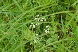 Image of Bog bedstraw