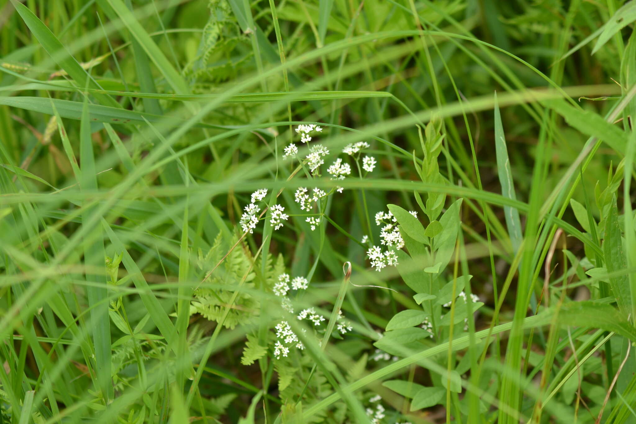 Galium labradoricum (Wiegand) Wiegand resmi