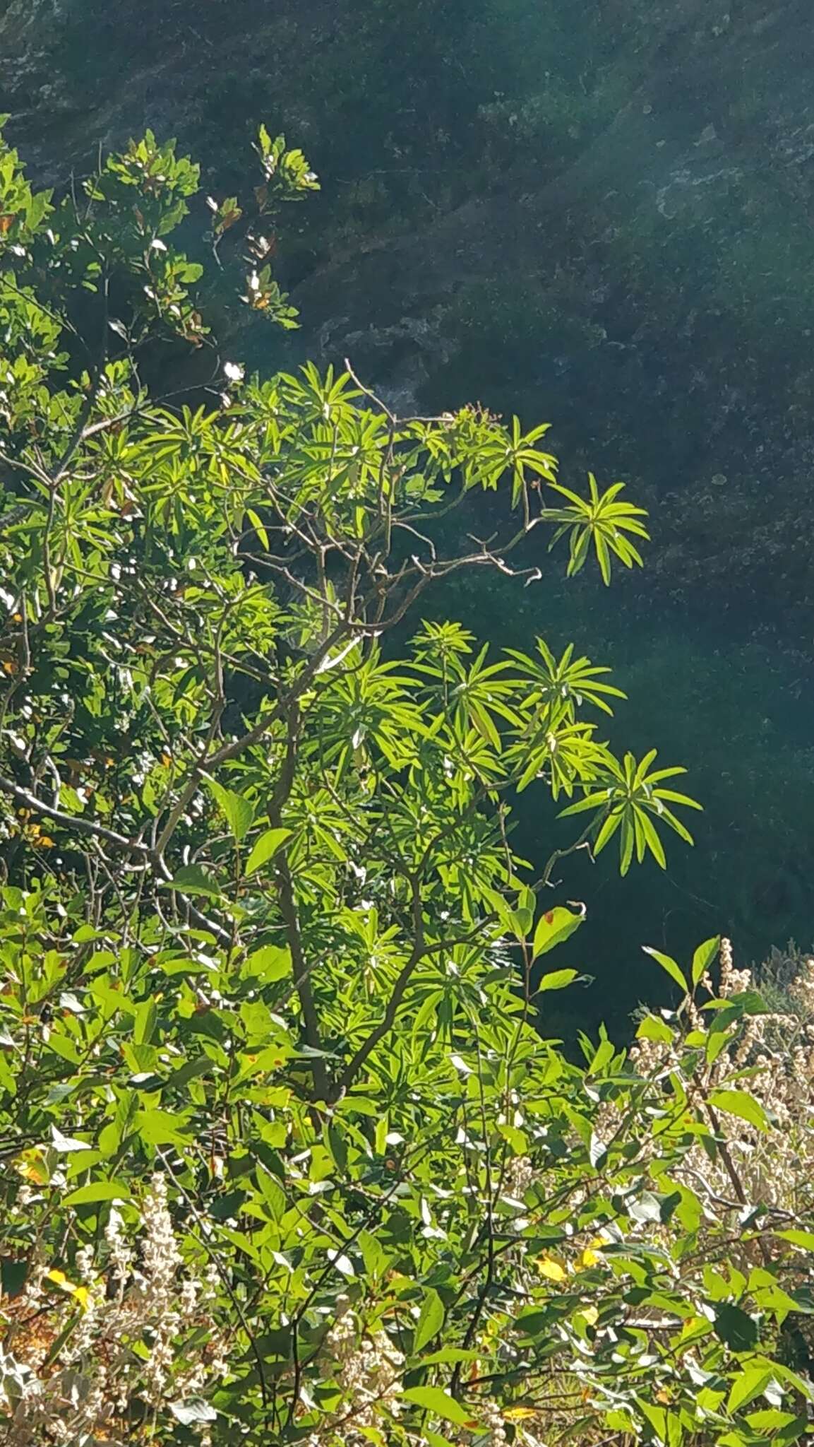 Image of Canary Spurge