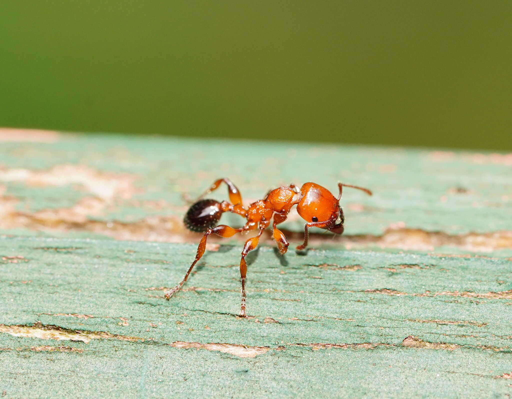 Image de Podomyrma gratiosa (Smith 1858)