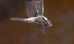 Image of Chalk-fronted Corporal