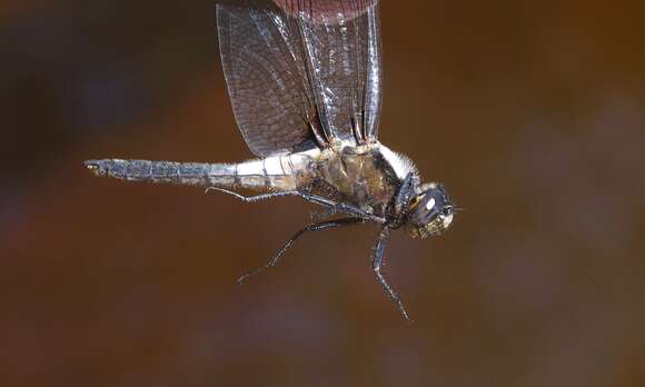 Image of Chalk-fronted Corporal