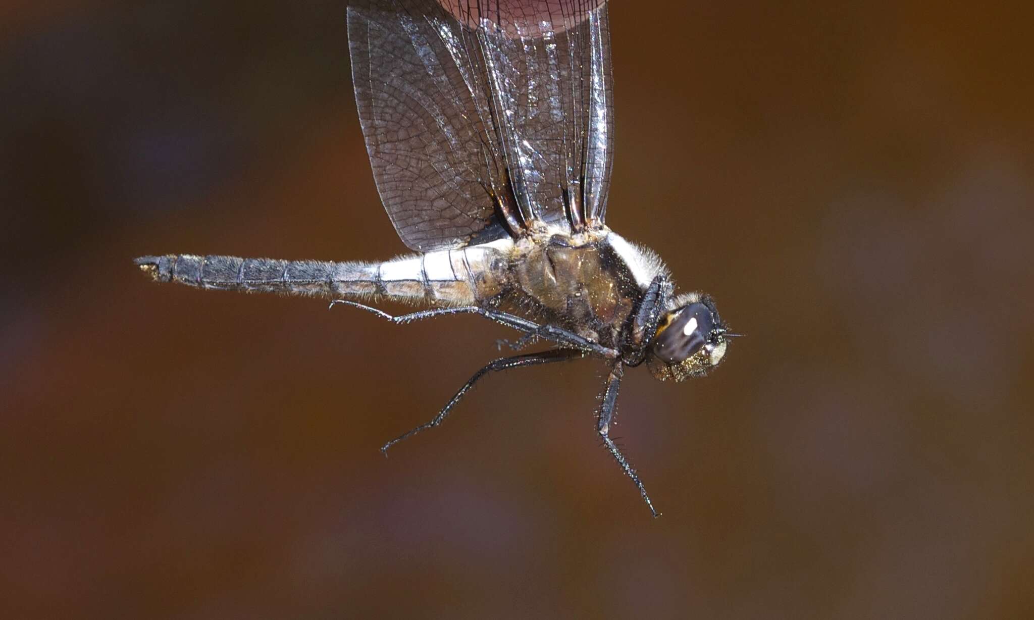 Image of Chalk-fronted Corporal