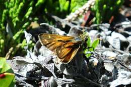 Image of Hesperia comma manitoba Scudder 1874