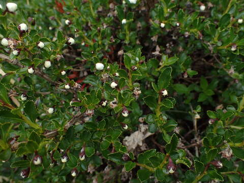 Image of Escallonia virgata (Ruiz & Pavón) Pers.