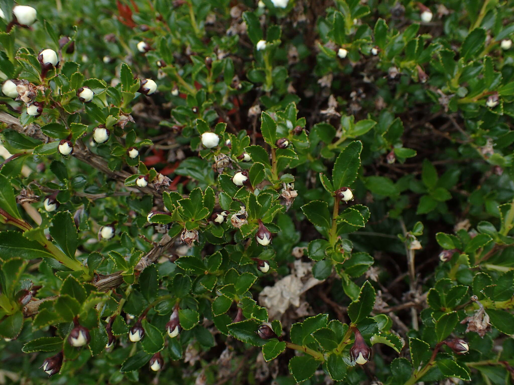 Escallonia virgata (Ruiz & Pavón) Pers. resmi