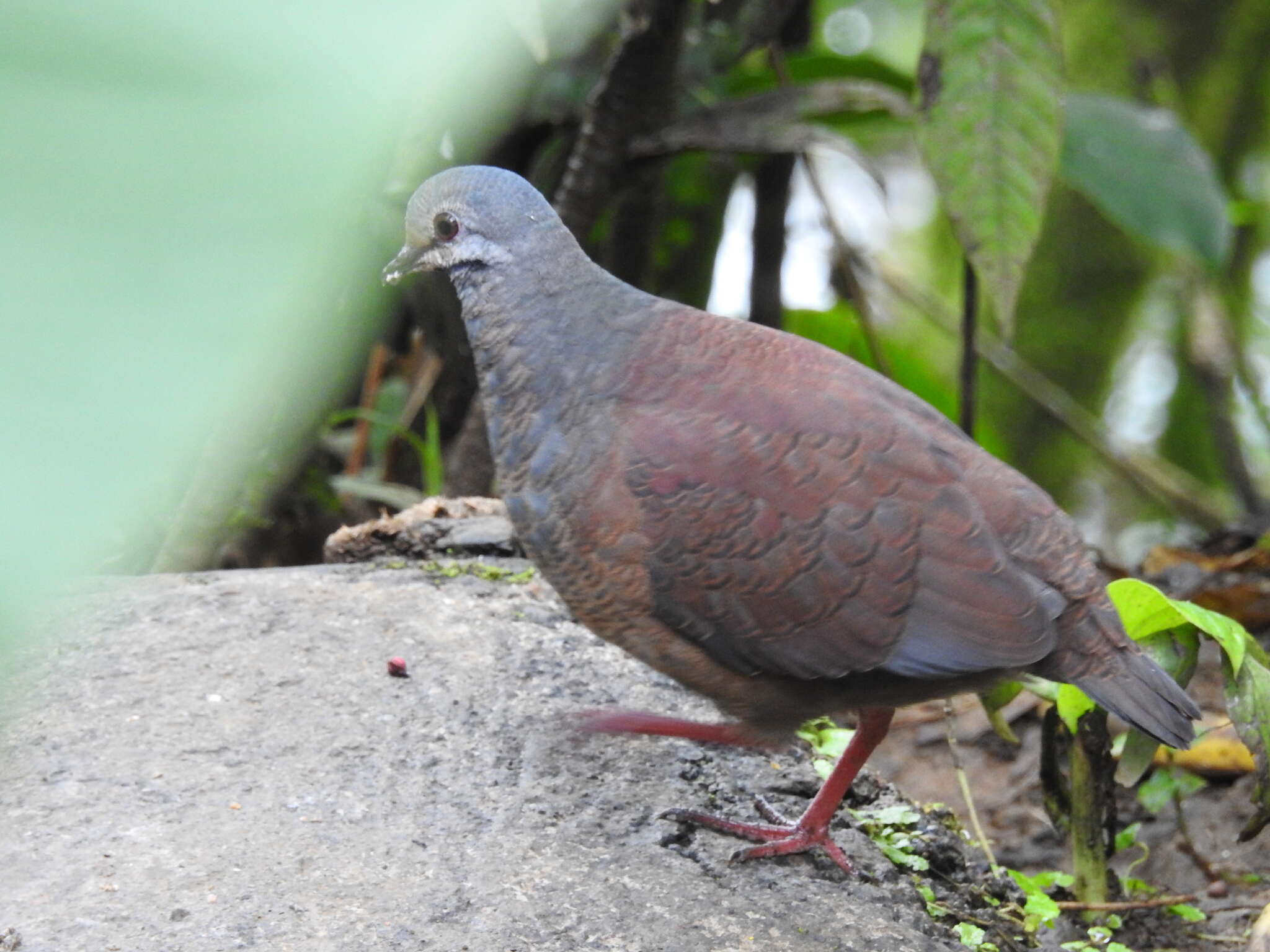 Image of Buff-fronted Quail-Dove