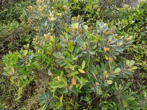 Image of yellow-boxwood