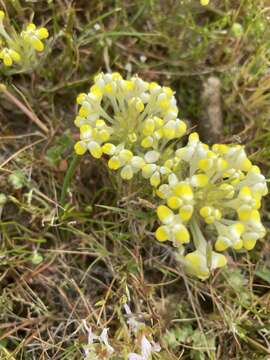 Image de Castilleja campestris subsp. campestris