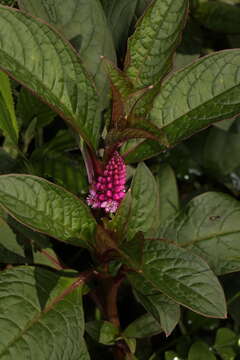 Imagem de Phytolacca bogotensis H B. & K.