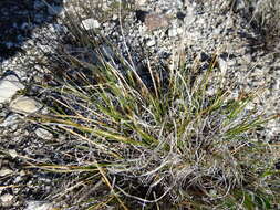 Image of Siberian Bog Sedge