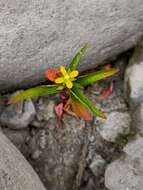 Image de Ludwigia hyssopifolia (G. Don) Exell