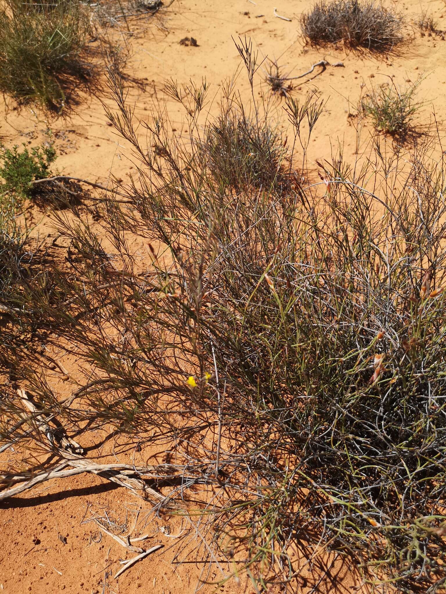 Image of rooibos