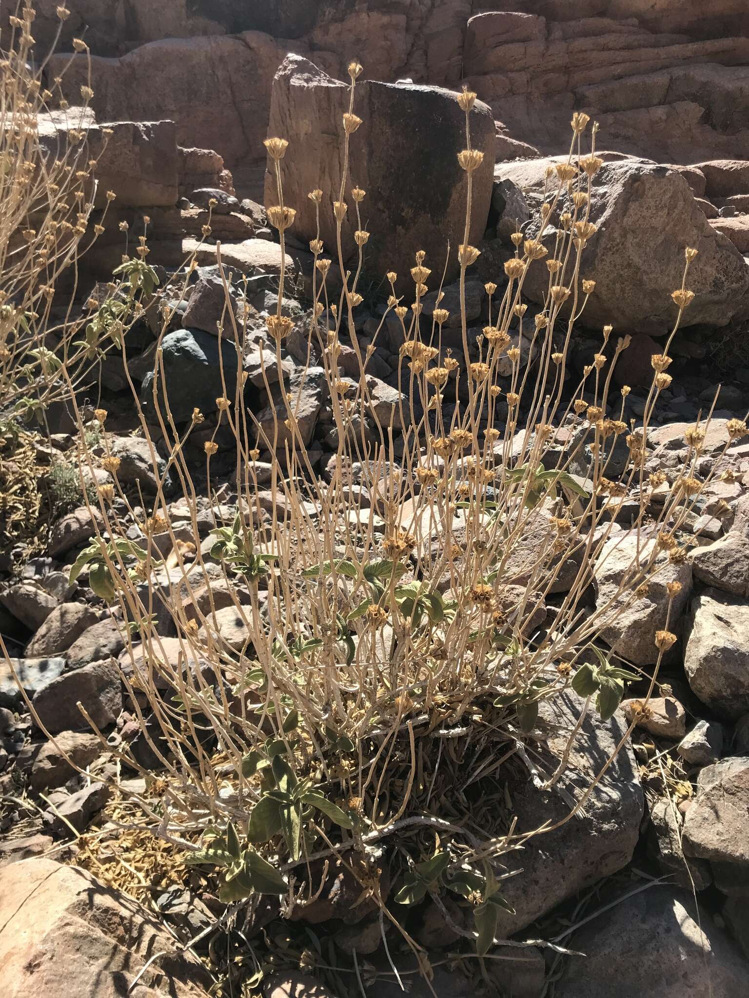 Image of Phlomis platystegia Post