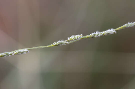 Image of Crabgrass