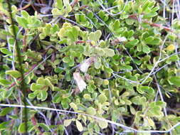 Image of Baccharis magellanica (Lam.) Pers.