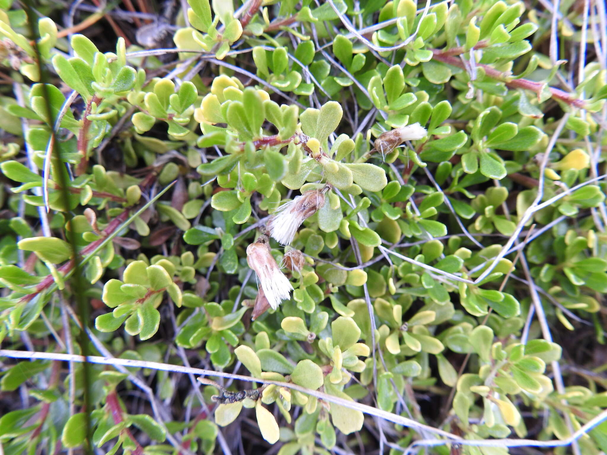 Image of Baccharis magellanica (Lam.) Pers.