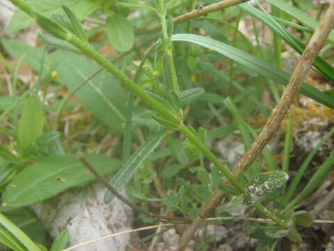 Image of Common Rock-rose