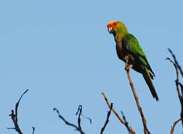 Image of Golden-capped Conure