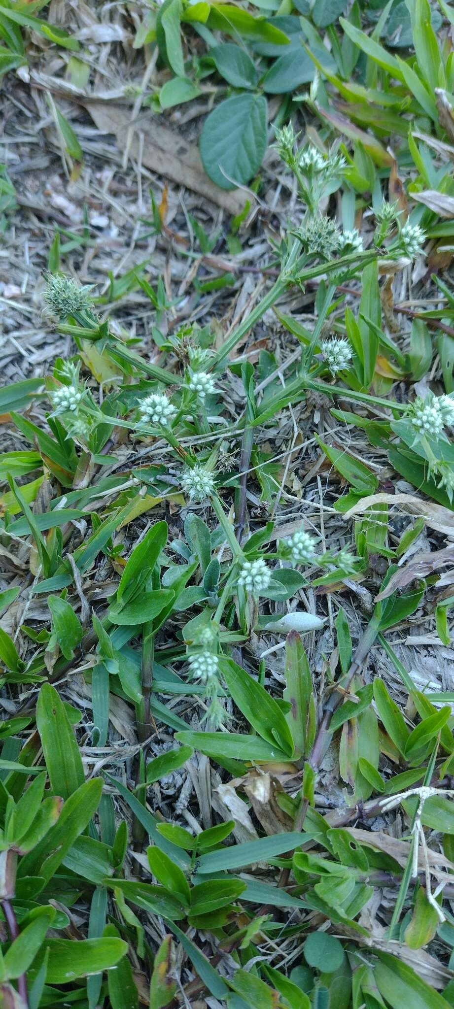 Eryngium nudicaule Lam. resmi