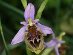 صورة Ophrys fuciflora subsp. heterochila