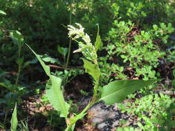 Image of Alpine Fleeceflower