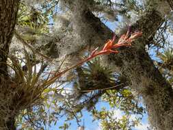 Image of Tillandsia dugesii Baker