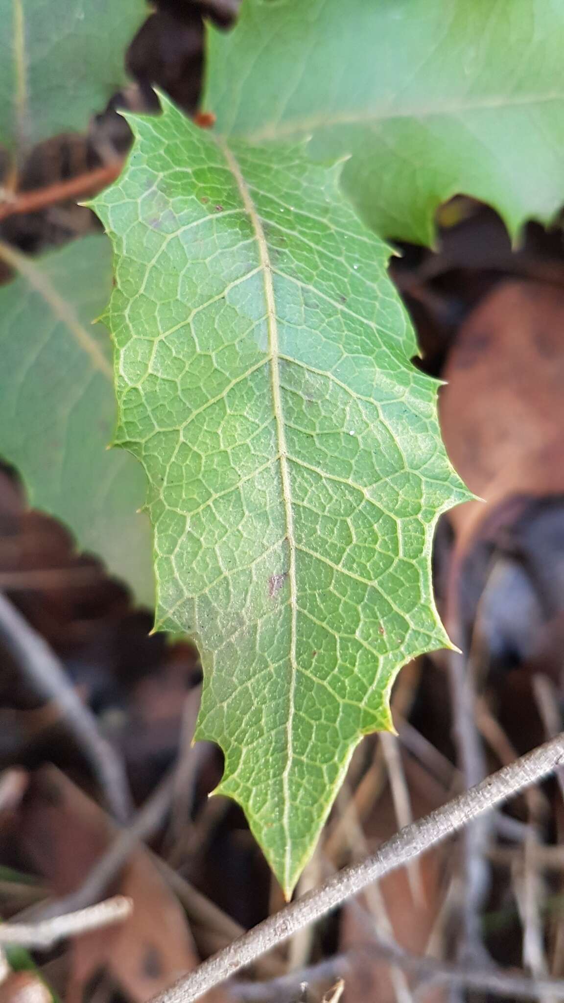 Image of Lomatia ilicifolia R. Br.