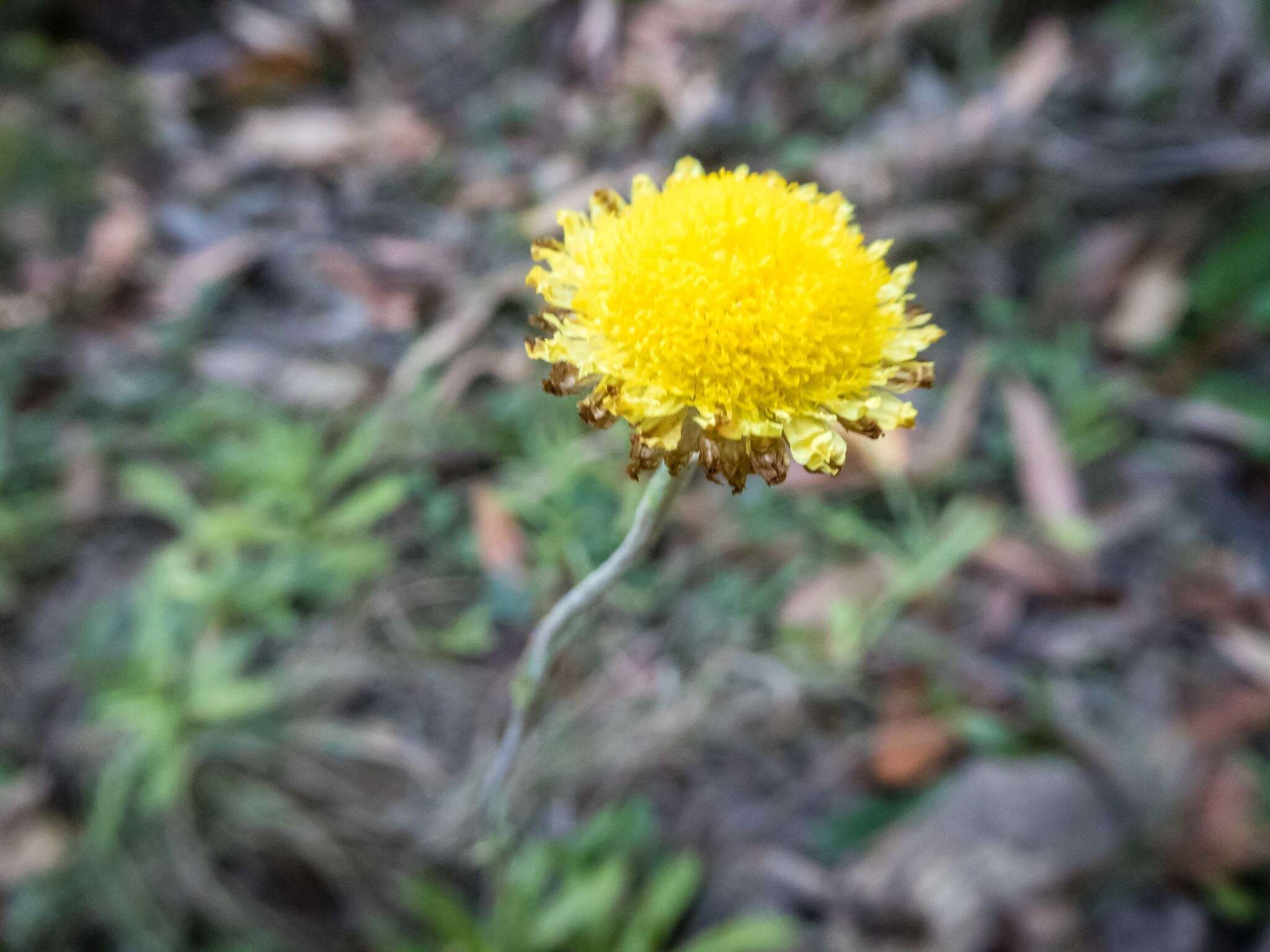 Plancia ëd Coronidium scorpioides (Labill.) Paul G. Wilson