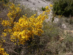 Image of Genista scorpius (L.) DC.