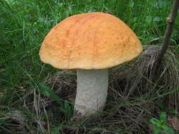 Imagem de Leccinum albostipitatum den Bakker & Noordel. 2005