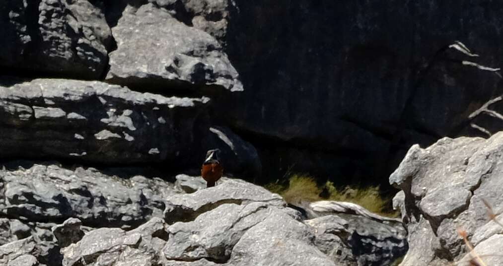 Image of Cape Rock-jumper