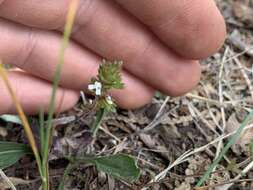 Image of Hudson Bay eyebright