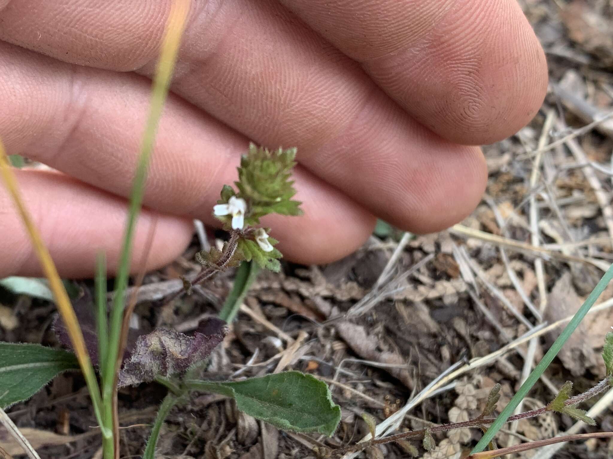 Image of Hudson Bay eyebright