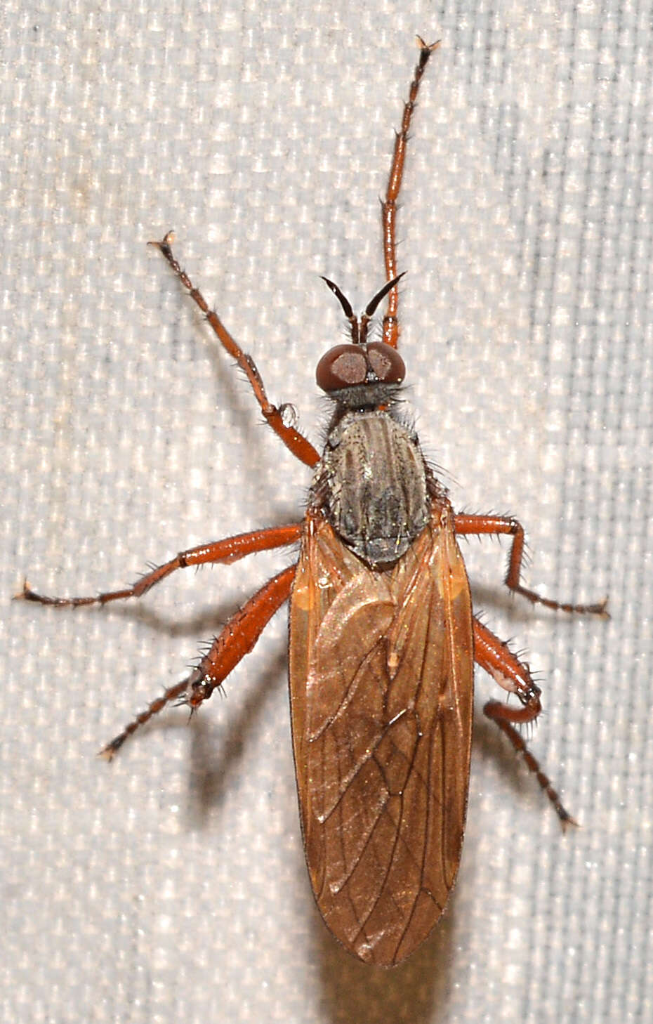 Image of Empis spectabilis Loew 1862