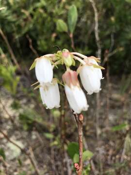 Imagem de Lyonia mariana (L.) D. Don