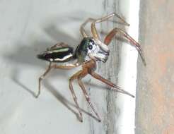 Image of Sea-green Northern Jumper