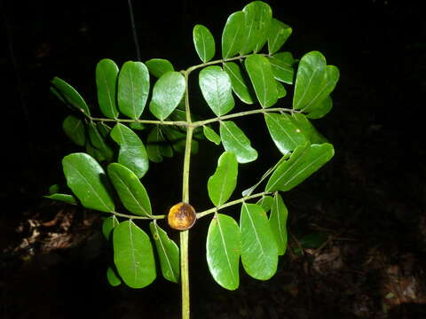 Plancia ëd Abarema adenophora (Ducke) Barneby & J. W. Grimes