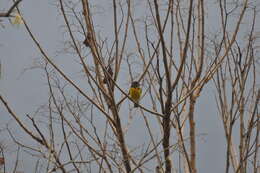 Image of Black-backed Grosbeak