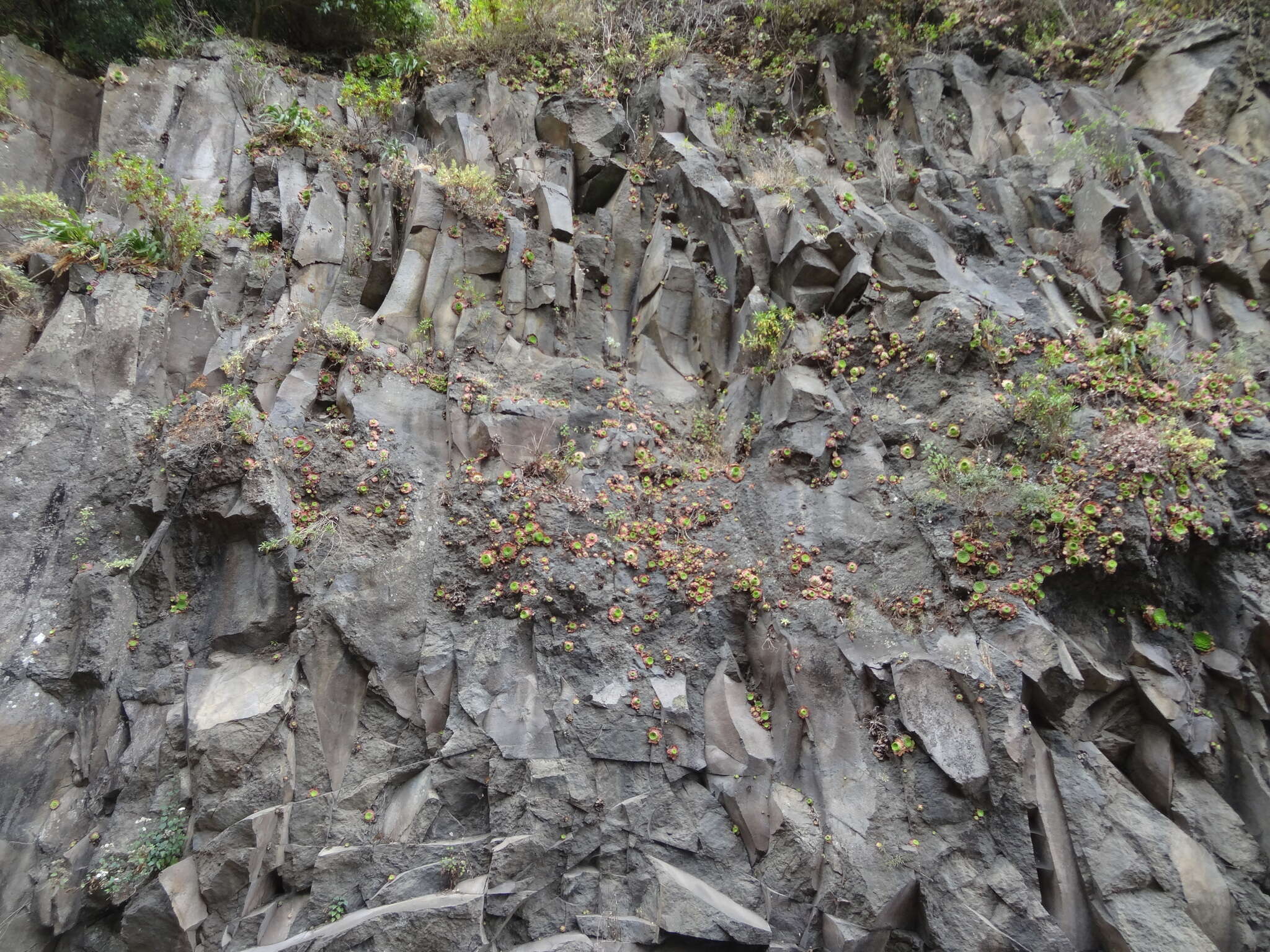 Image of Aeonium glandulosum (Ait.) Webb & Berth.