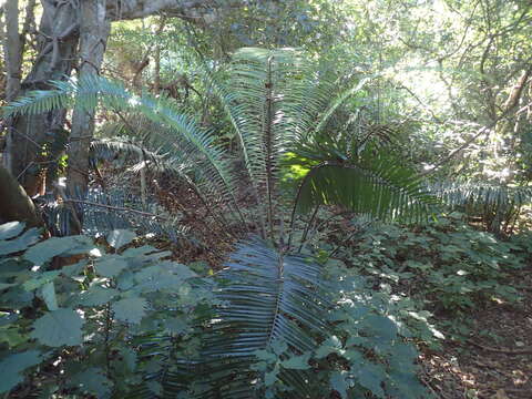 Image of Ground Cycad